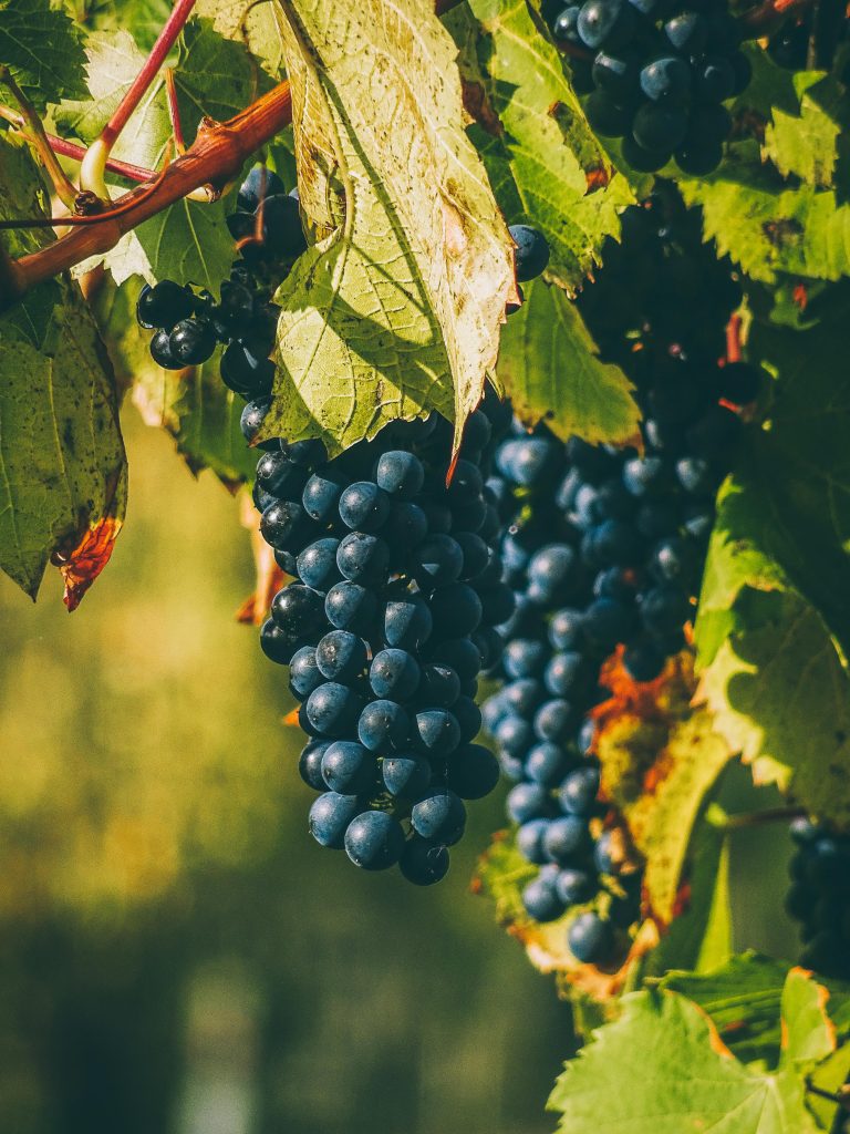 pexels-balazs-burjan-1838249-3487715